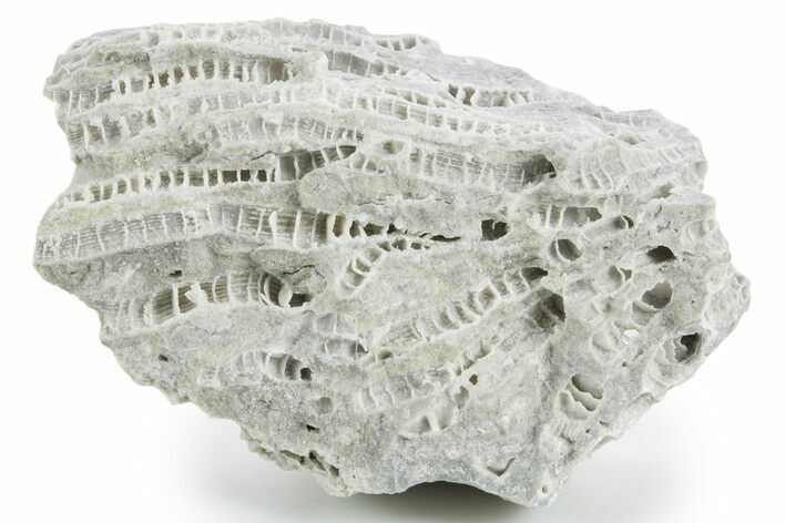 Silurian Dolostone w/ Sparkling Fossil Coral (Fletcheria) - Ohio #346065